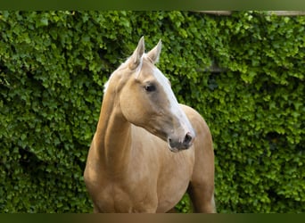 Belgisch Warmbloed, Hengst, 2 Jaar, 159 cm, Palomino