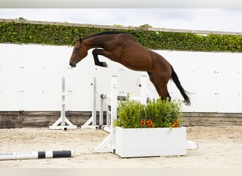 Belgisch Warmbloed, Hengst, 2 Jaar, 160 cm, Donkerbruin