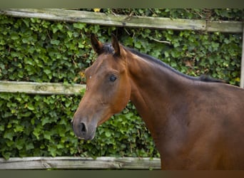 Belgisch Warmbloed, Hengst, 2 Jaar, 160 cm, Donkerbruin