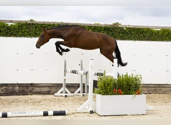 Belgisch Warmbloed, Hengst, 2 Jaar, 160 cm, Donkerbruin