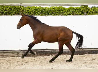Belgisch Warmbloed, Hengst, 2 Jaar, 160 cm, Donkerbruin