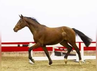 Belgisch Warmbloed, Hengst, 2 Jaar, 163 cm, Bruin