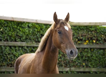 Belgisch Warmbloed, Hengst, 2 Jaar, 164 cm, Vos