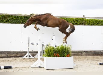 Belgisch Warmbloed, Hengst, 2 Jaar, 164 cm, Vos