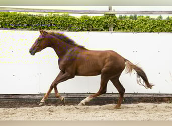 Belgisch Warmbloed, Hengst, 2 Jaar, 164 cm, Vos