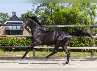 Belgisch Warmbloed, Hengst, 2 Jaar, 164 cm, Zwartbruin