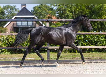 Belgisch Warmbloed, Hengst, 2 Jaar, 164 cm, Zwartbruin