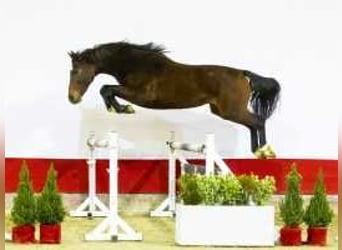 Belgisch Warmbloed, Hengst, 2 Jaar, 165 cm, Bruin