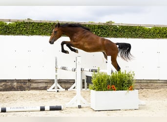 Belgisch Warmbloed, Hengst, 2 Jaar, 165 cm, Bruin