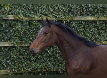 Belgisch Warmbloed, Hengst, 2 Jaar, 165 cm, Bruin