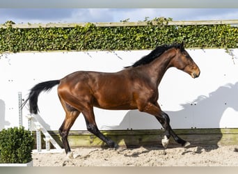 Belgisch Warmbloed, Hengst, 2 Jaar, 165 cm, Bruin