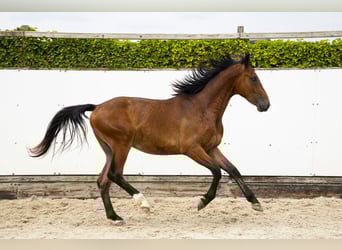 Belgisch Warmbloed, Hengst, 2 Jaar, 165 cm, Bruin