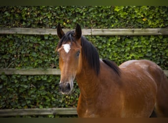 Belgisch Warmbloed, Hengst, 2 Jaar, 165 cm, Bruin