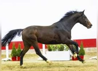 Belgisch Warmbloed, Hengst, 2 Jaar, 165 cm, Bruin