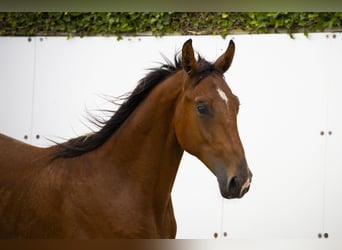 Belgisch Warmbloed, Hengst, 2 Jaar, 166 cm, Bruin