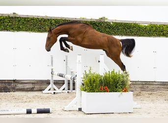Belgisch Warmbloed, Hengst, 2 Jaar, 166 cm, Bruin