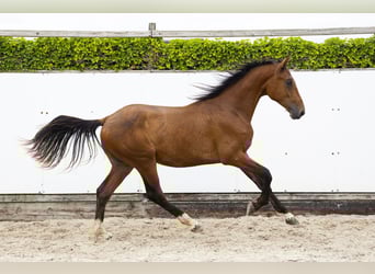 Belgisch Warmbloed, Hengst, 2 Jaar, 166 cm, Bruin