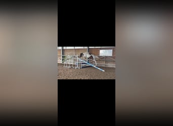 Belgisch Warmbloed, Hengst, 2 Jaar, 166 cm, Tobiano-alle-kleuren