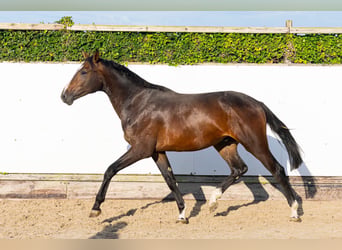 Belgisch Warmbloed, Hengst, 2 Jaar, 170 cm, Bruin