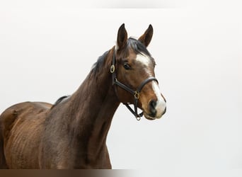 Belgisch Warmbloed, Hengst, 2 Jaar, 174 cm, Bruin