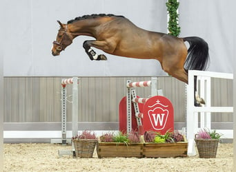 Belgisch Warmbloed, Hengst, 2 Jaar, Bruin