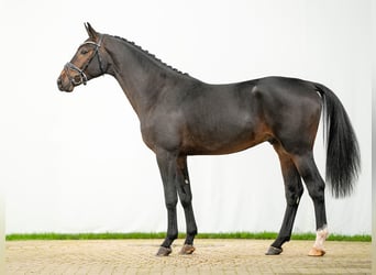 Belgisch Warmbloed, Hengst, 2 Jaar, Donkerbruin