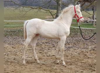 Belgisch Warmbloed, Hengst, 3 Jaar, 148 cm, Perlino