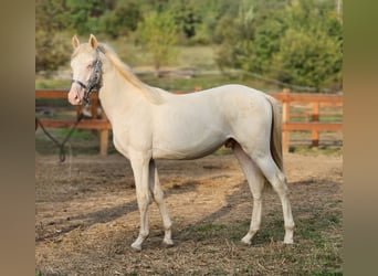 Belgisch Warmbloed, Hengst, 3 Jaar, 148 cm, Perlino