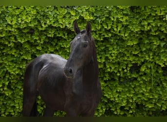 Belgisch Warmbloed, Hengst, 3 Jaar, 157 cm, Zwart