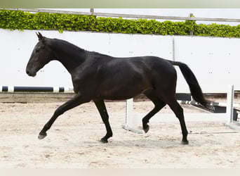 Belgisch Warmbloed, Hengst, 3 Jaar, 157 cm, Zwart