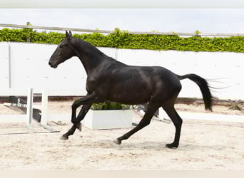 Belgisch Warmbloed, Hengst, 3 Jaar, 157 cm, Zwart