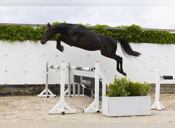 Belgisch Warmbloed, Hengst, 3 Jaar, 157 cm, Zwart