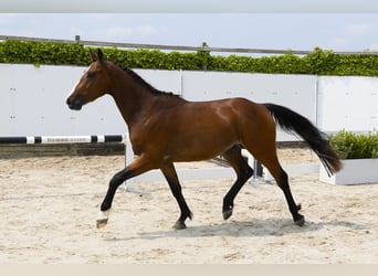 Belgisch Warmbloed, Hengst, 3 Jaar, 158 cm, Bruin