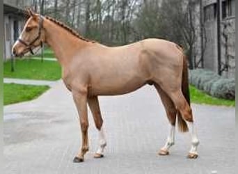 Belgisch Warmbloed, Hengst, 3 Jaar, 160 cm, Donkere-vos