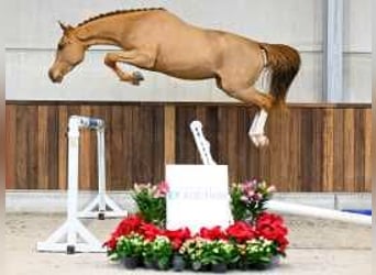 Belgisch Warmbloed, Hengst, 3 Jaar, 160 cm, Donkere-vos