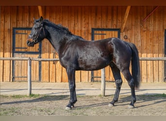 Belgisch Warmbloed, Hengst, 3 Jaar, 160 cm, Zwartbruin