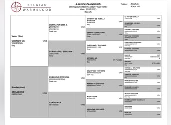 Belgisch Warmbloed, Hengst, 3 Jaar, 160 cm, Zwartbruin