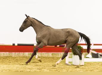 Belgisch Warmbloed, Hengst, 3 Jaar, 162 cm