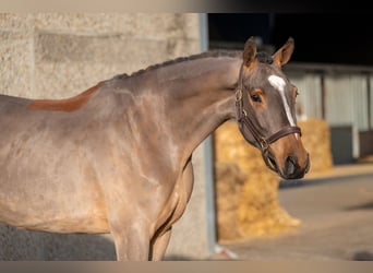 Belgisch Warmbloed, Hengst, 3 Jaar, 164 cm, Bruin