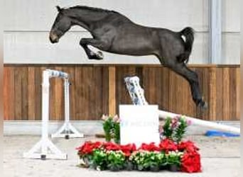 Belgisch Warmbloed, Hengst, 3 Jaar, 164 cm, Donkerbruin