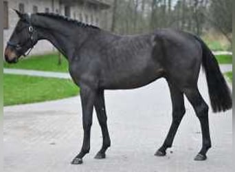 Belgisch Warmbloed, Hengst, 3 Jaar, 164 cm, Donkerbruin