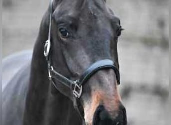 Belgisch Warmbloed, Hengst, 3 Jaar, 164 cm, Donkerbruin