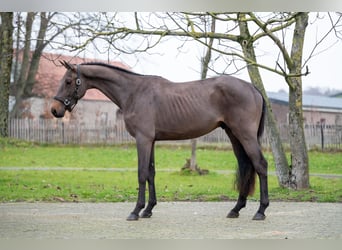 Belgisch Warmbloed, Hengst, 3 Jaar, 164 cm, Donkerbruin