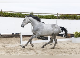 Belgisch Warmbloed, Hengst, 3 Jaar, 164 cm