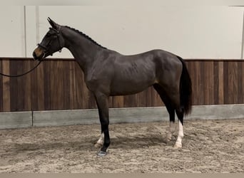 Belgisch Warmbloed, Hengst, 3 Jaar, 166 cm, Donkerbruin