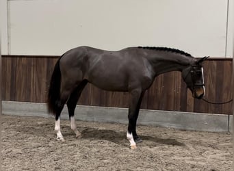 Belgisch Warmbloed, Hengst, 3 Jaar, 166 cm, Donkerbruin