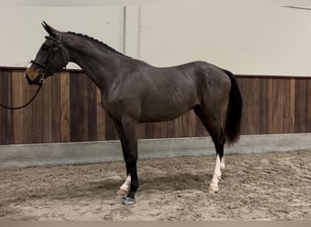 Belgisch Warmbloed, Hengst, 3 Jaar, 166 cm, Donkerbruin