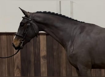 Belgisch Warmbloed, Hengst, 3 Jaar, 166 cm, Donkerbruin