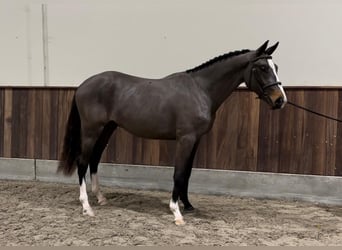 Belgisch Warmbloed, Hengst, 3 Jaar, 166 cm, Donkerbruin