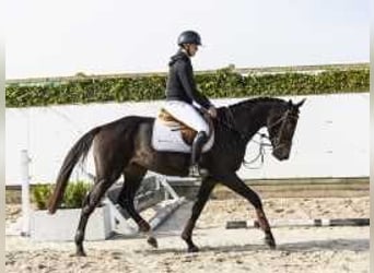 Belgisches Warmblut, Hengst, 3 Jahre, 166 cm, Dunkelbrauner